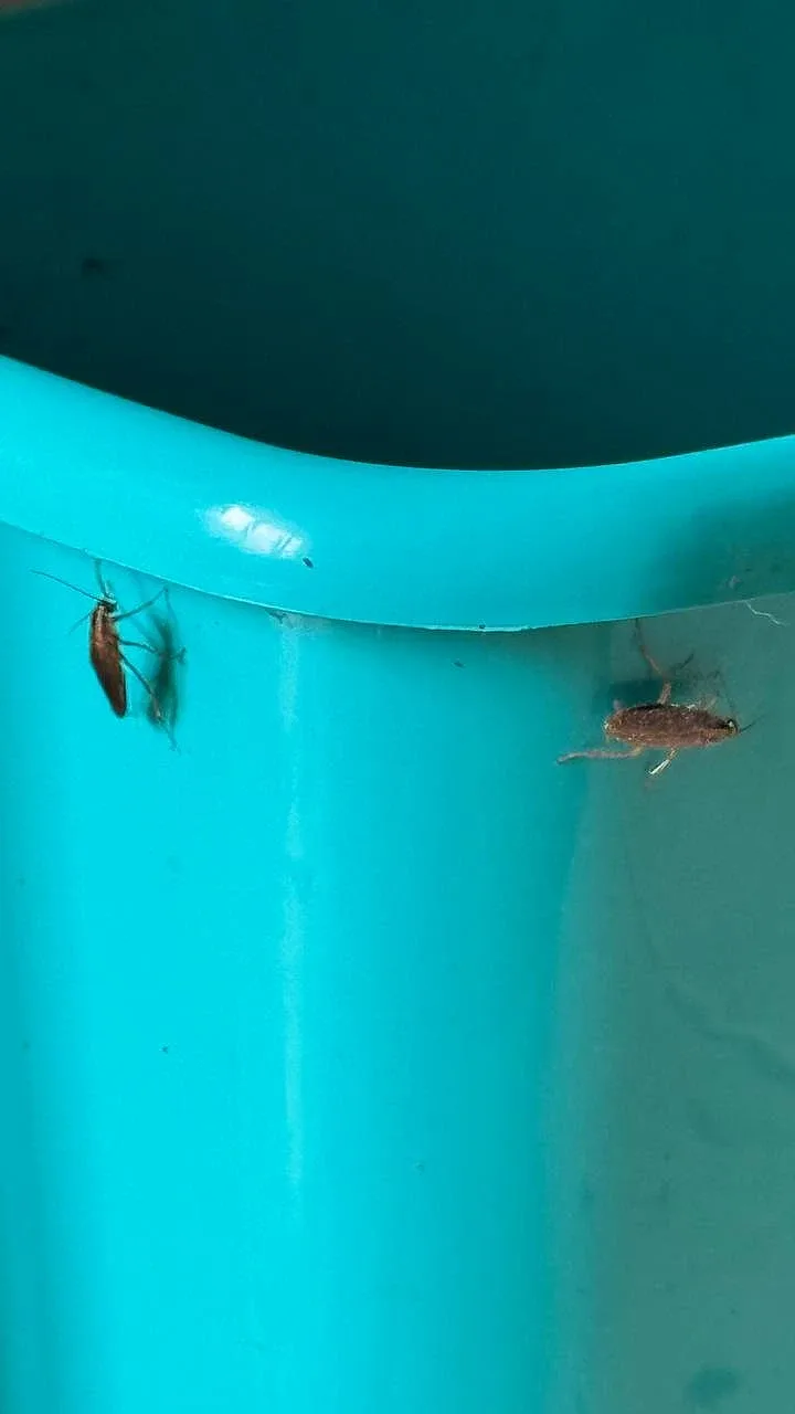 Prusaki na krawędzi plastikowego wiadra