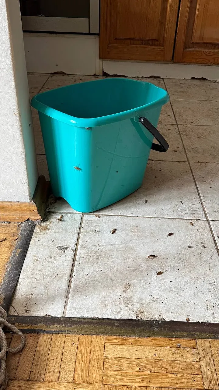 Dead German cockroaches scattered across a kitchen floor