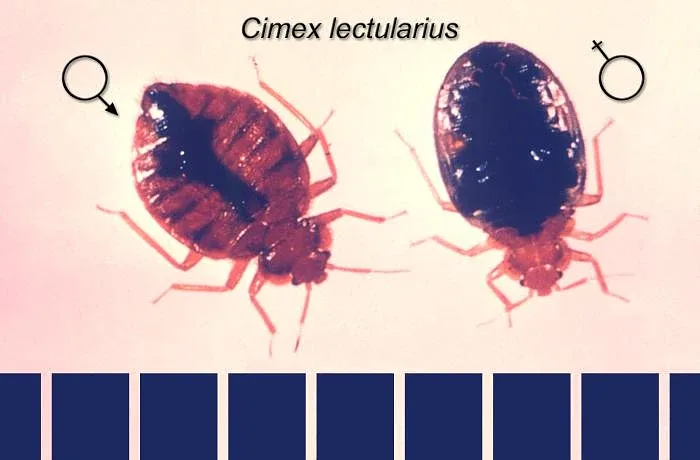 Самка й самець постільного клопа (Cimex lectularius)