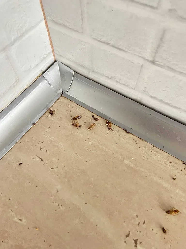 Dead German cockroaches and nymphs along a skirting board