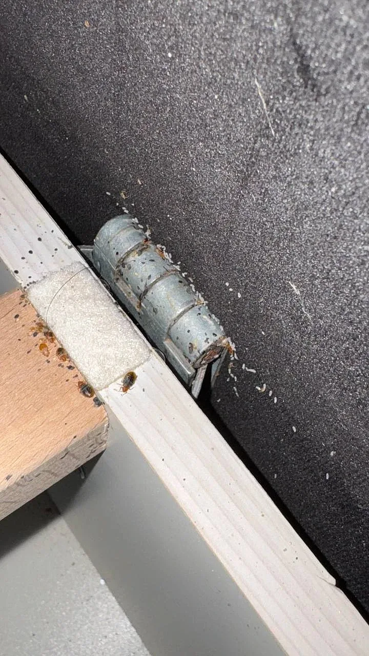 Numerous bed bugs and shed skins clustered in a bed frame joint