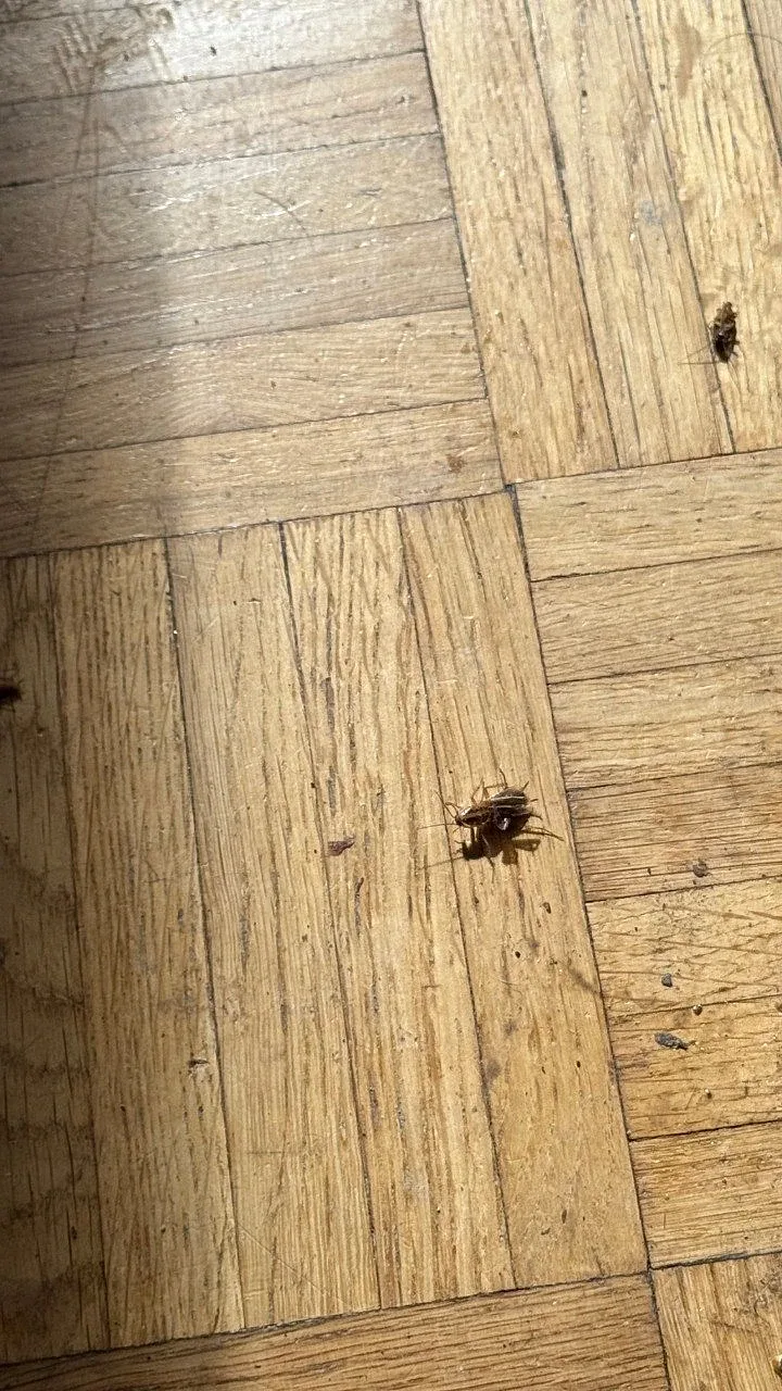 Cockroaches on a parquet floor in a client's apartment