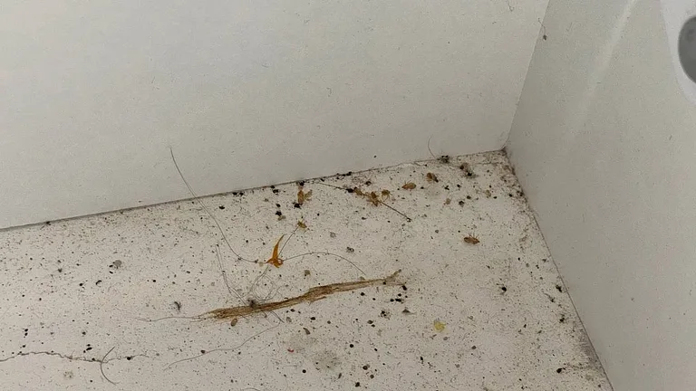 Bed bug droppings and shed skins along a skirting board