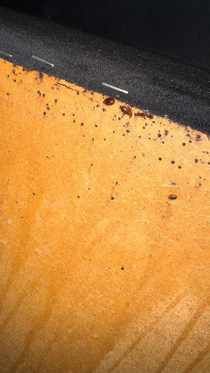 Live bed bugs with visible droppings